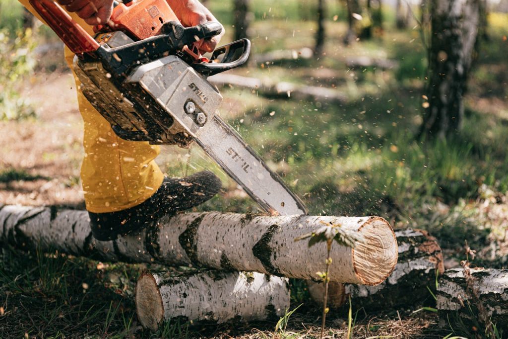 pexels-photo-4206118 Lumberjack in action cutting birch logs with a chainsaw in a forest setting.